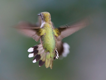 Hummingbird-Aerodynamics